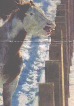 Photo by 
Eric Young 
Winona Daily News 