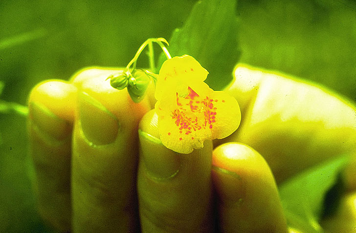 The Jewel Weed Flower 
 
The ripe seed pods will pop open when you touch them.
This sprays you with seeds, that you then plant elsewhere. 
That is why they are called  Touch Me Nots.
 
Formerly found at ...
 
www.rce.rutgers.edu/harmfulplants/jewelweed.html 