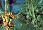 Nitrogen Fixing Rhizobia Bacteria Nodules on plant roots. 
 
Click on picture to see enlargement. 