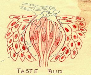 Taste Buds 