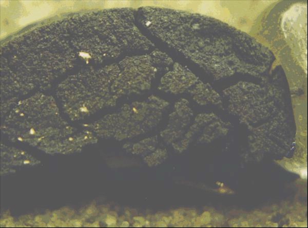 Photo 3 
2X magnification 