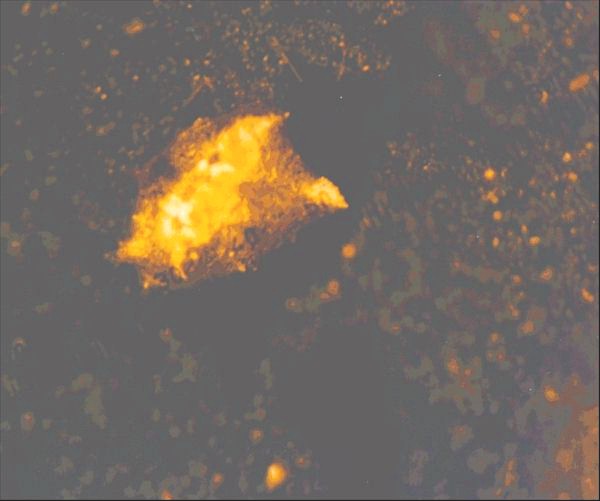 Photo 6 
30X magnification 