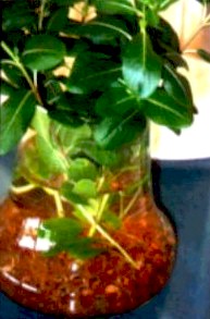 Colloidal Experiments 