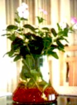 Colloidal Experiments 