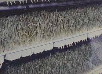 Rye grass growing with hydroculture solution 
and 24 hours a day lighting. 
 
Click on Picture to See an Enlargement. 