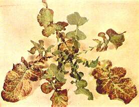 Swede Plant - Magnesium deficiency 