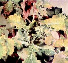Swede Plant - Boron deficiency 