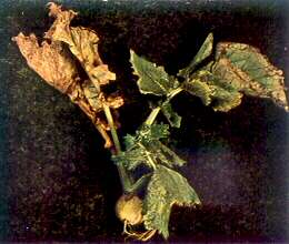 Turnip Plant - Calcium deficiency (soil acidity complex) 