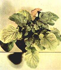 Turnip Plants - Magnesium deficiency 