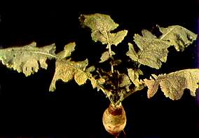 Turnip Plant - Iron deficiency 