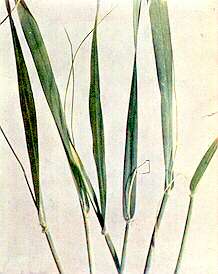 Barley Stems - Calcium deficiency 