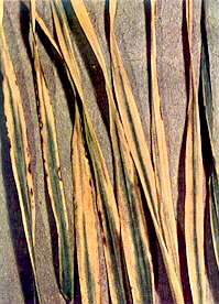 Barley Leaves - Magnesium deficiency 