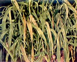 Barley Plants - Potassium deficiency 