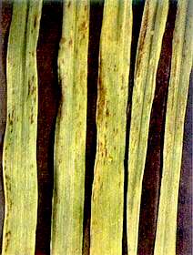 Barley Leaves - Manganese deficiency 