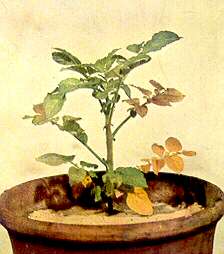 Potato Plant in Sand Culture - Nitrogen deficiency 