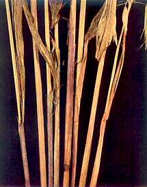 Oat Stems - Phosphorus deficiency 