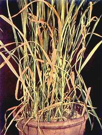 Oat Plants - Potassium deficiency 