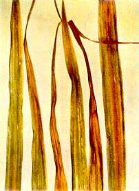 Oat Leaves - Potassium deficiency 