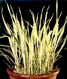 Oat Plants - Iron deficiency 