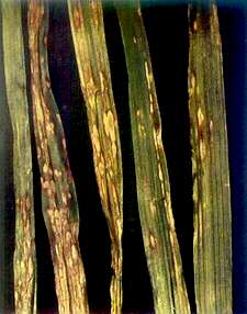 Oat Leaves - Manganese deficiency 