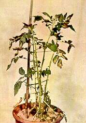 Potato Plant in Sand Culture - Phosphorus deficiency 