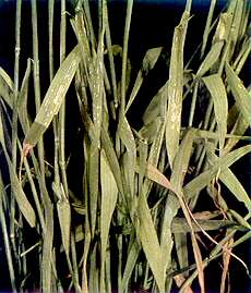 Rye Leaves and Stems - Manganese deficiency 