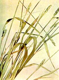 Wheat Plants (Upper Stem Portions) - Phosphorus deficiency 