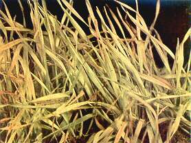 Wheat Plants - Iron deficiency 