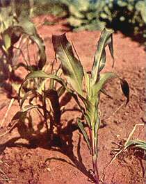 Maize Plant - Phosphorus deficiency 