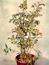 Potato Plant in Sand Culture - Calcium deficiency 