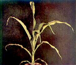 Maize Plant - Potassium deficiency 