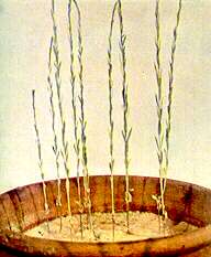 Flax Plants - Nitrogen deficiency 