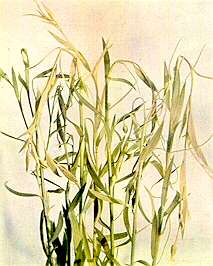 Flax Plants (Upper Portions) - Calcium deficiency 