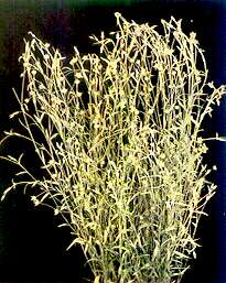 Flax Plants - Iron deficiency 