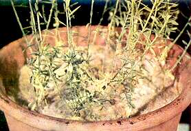 Flax Plants - Manganese deficiency 