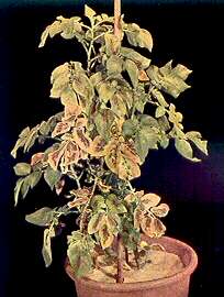 Potato Plant in Sand Culture - Magnesium deficiency 