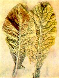 Broccoli Leaves - Magnesium deficiency 