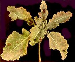 Broccoli Plant - Iron deficiency 