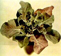 Cabbage Plant - Phosphorus deficiency 