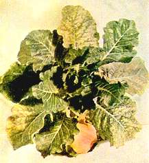 Cabbage Plant - Magnesium deficiency 