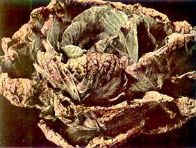 Cabbage Plants - Potassium deficiency 