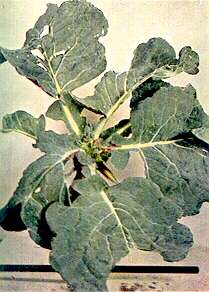 Cabbage Plants - Insect injury 