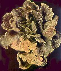 Cabbage Plant (Savoy) - Manganese deficiency 