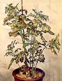 Potato Plant in Sand Culture - Potassium deficiency 