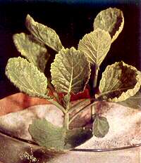 Young Cabbage Plants (Savoy) - Molybdenum deficiency 