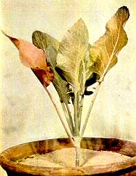 Cauliflower Plants - Nitrogen dificiency 