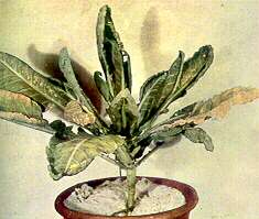 Cauliflower Plant - Calcium deficiency and manganese toxicity (soil scidity complex)