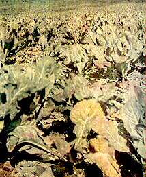 Cauliflower Plants - Magnesium deficiency 