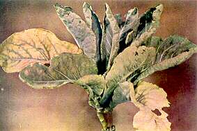 Cauliflower Plant - Magnesium deficiency and Manganese toxicity (soil acidity complex) 