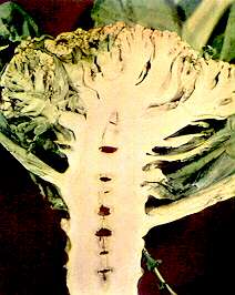 Cauliflower Head and Stem - Boron deficiency 